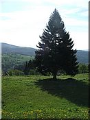 24. kv�ten 2006