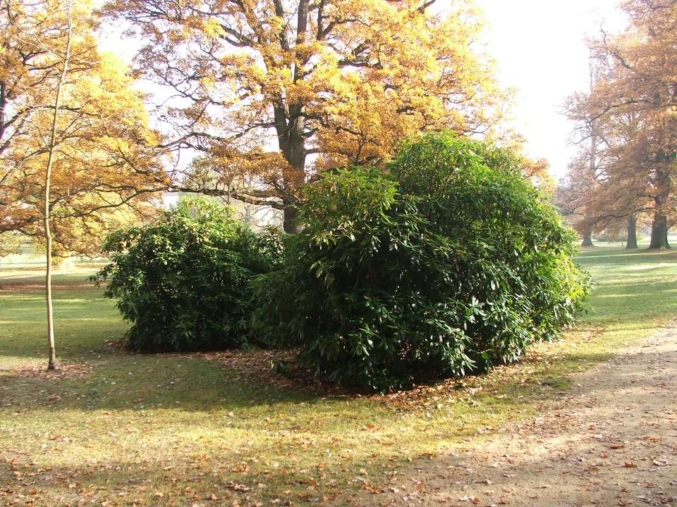 Soubor: lany064.jpg