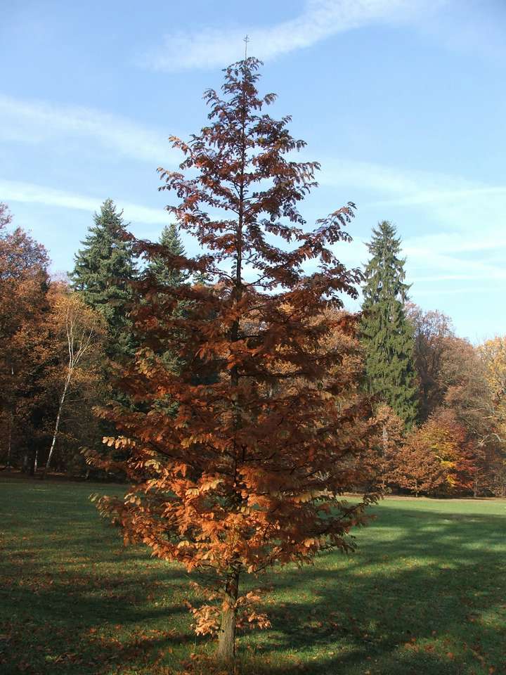 Soubor: lany068.jpg