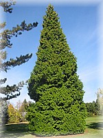 28. ��jen 2006