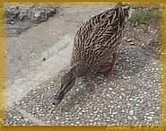 7. duben 2008